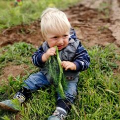Kind sitzt auf dem Feld und isst Fenchel