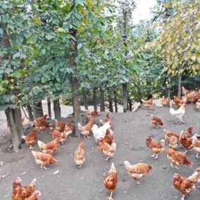 Hühner laufen im Freigehege unter Bäumen herum