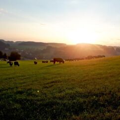 Rinder vom Gimmlitztalhof auf einem Feld bei Sonnenschein