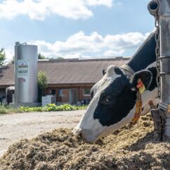 Kuh beim Fressen, im Hintergrund das Landgut Nemt