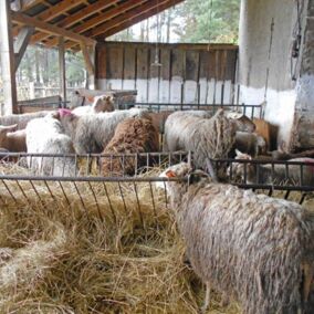 Bio-Schafe fressen Heu im Unterstand auf dem Wiesenhof
