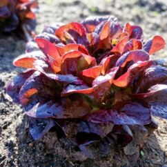 Salatpflanze mit roten Blättern im Beet