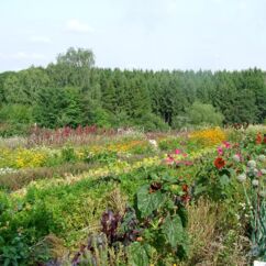 Blühende Nutz- und Kulturpflanzen auf der Johannishöhe im Sommer