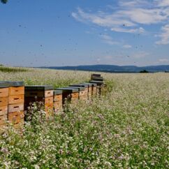 Bienenkästen mit schwärmenden Bienen auf einem blühenden Feld