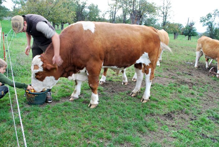 Bio-Bauer beugt sich über Kuh auf der Weide