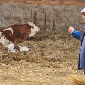 Mann steht in einem Kuhstall vor einer Kuh und ihrem Kalb