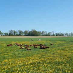 Rinderherde auf den Feldern des Gimmlitztalhof