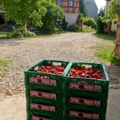 frisch geerntete Bio-Erdbeeren in Kisten
