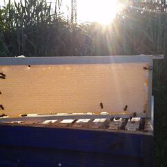 Honigwaben mit Bienen