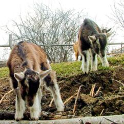 Zwei junge Ziegen stehen einem grasbewachsenen Hang