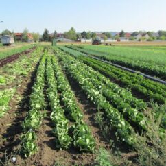Feld mit unterschiedlichen Bio-Salaten