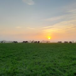 Kühe auf einer Weide bei Sonnenaufgang