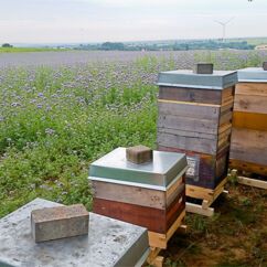 Honigstöcke der Imkerei Heinrichsgarten an einem Phaceliafeld