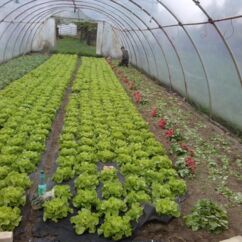 Bio-Salatpflanzen im Folientunnel