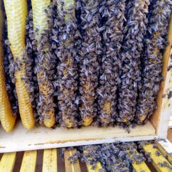 ein offener Bienenstock mit Waben