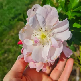 Hand hält eine Rosenblüte