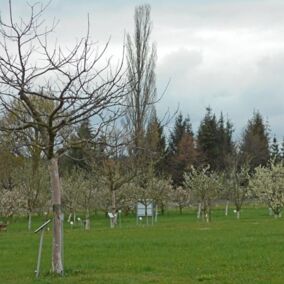 Blick auf die Anlage mit Öko-Apfelbäumen in Blüte