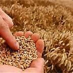 Getreidekörner in einer Handfläche, im Hintergrund ein Getreidefeld