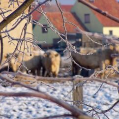 Gut Krauscha im Winter, im Hintergrund Kühe