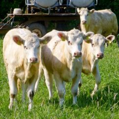 Junge Rinder von Gut Krauscha auf der Weide