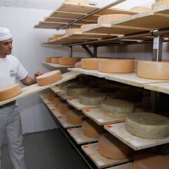 Ein Mitarbeiter vom Landgut Nemt prüft Käse vor einem Regal mit Käselaiben