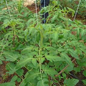 Bio-Tomatenpflanzen werden an Drähten hochgeführt