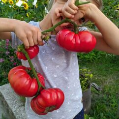 Mädchen hält Tomaten an einer Rispe