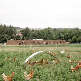 Freilaufende Bio-Hühner auf einer Wiese