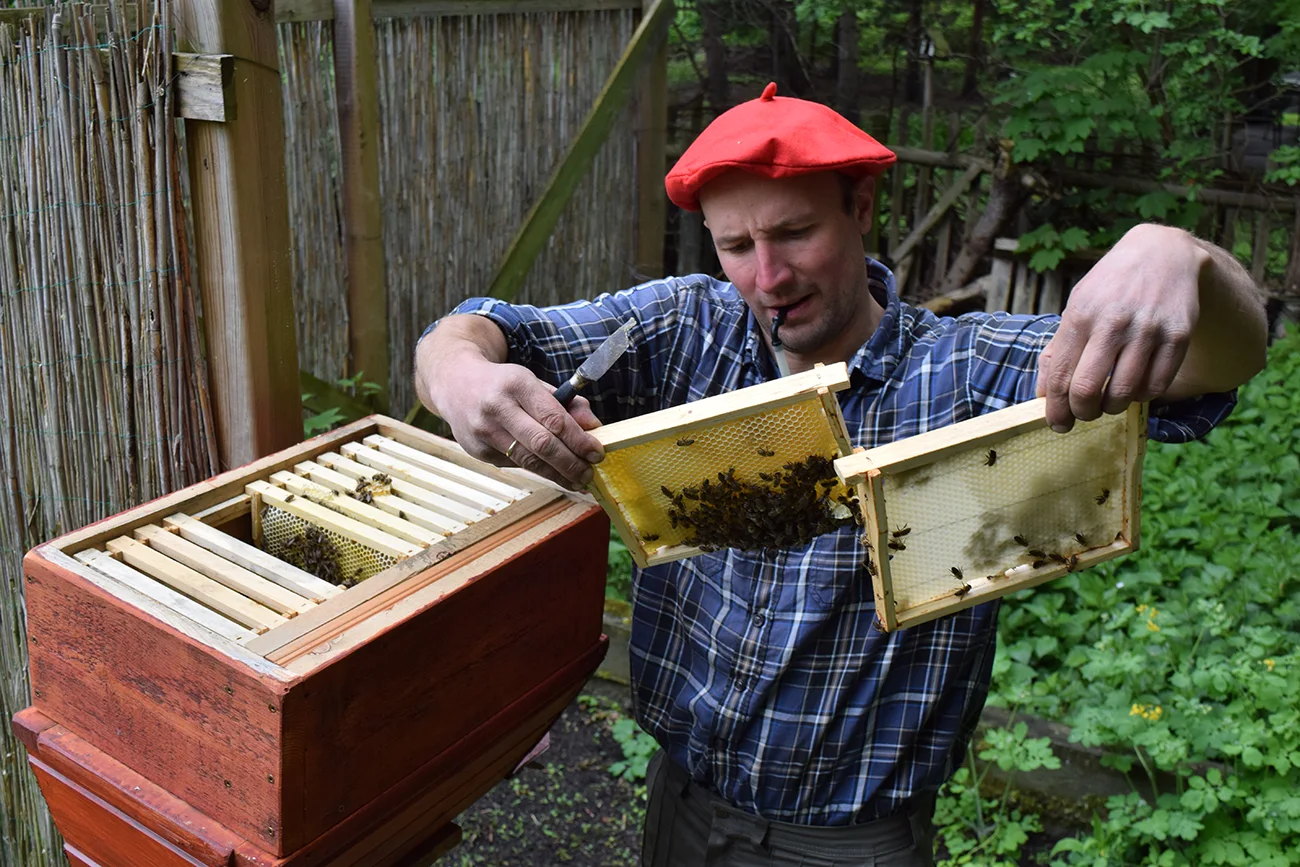 Imker der Imkerei Heynitz betrachtet Bienen im Bienenstock