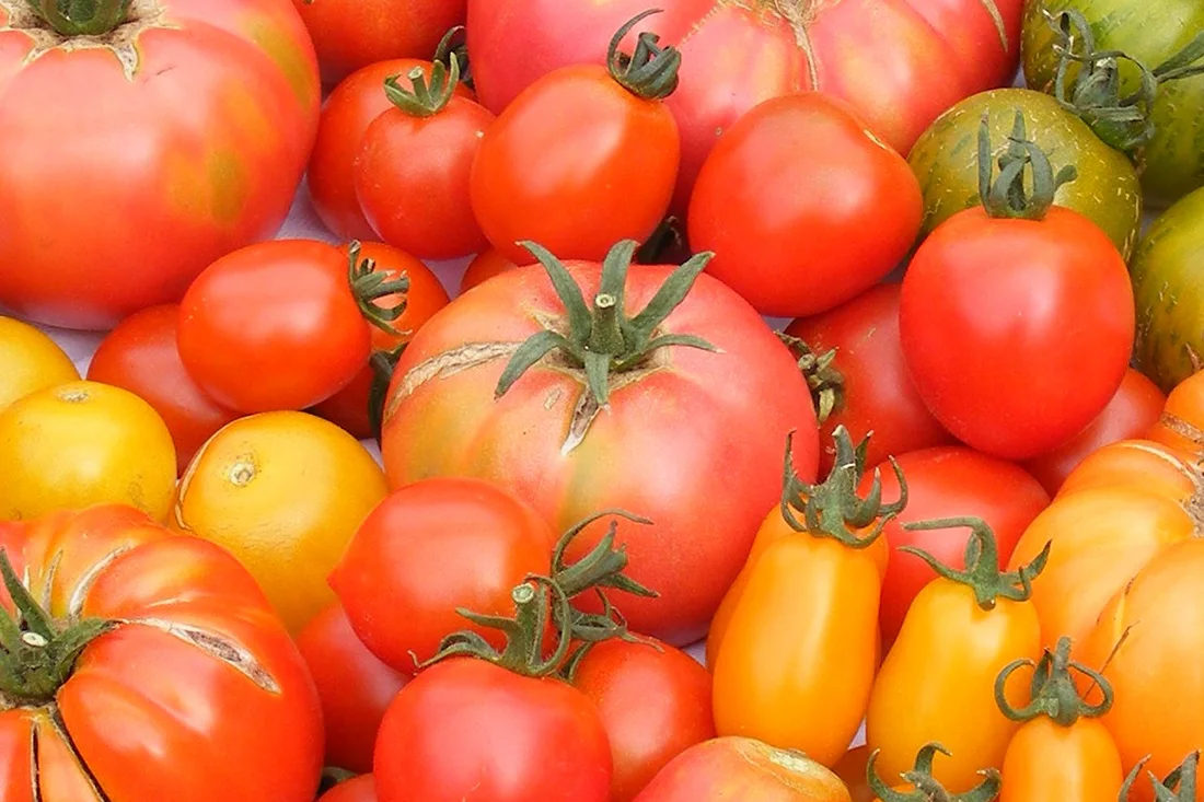 Alte Tomaten-Sorten