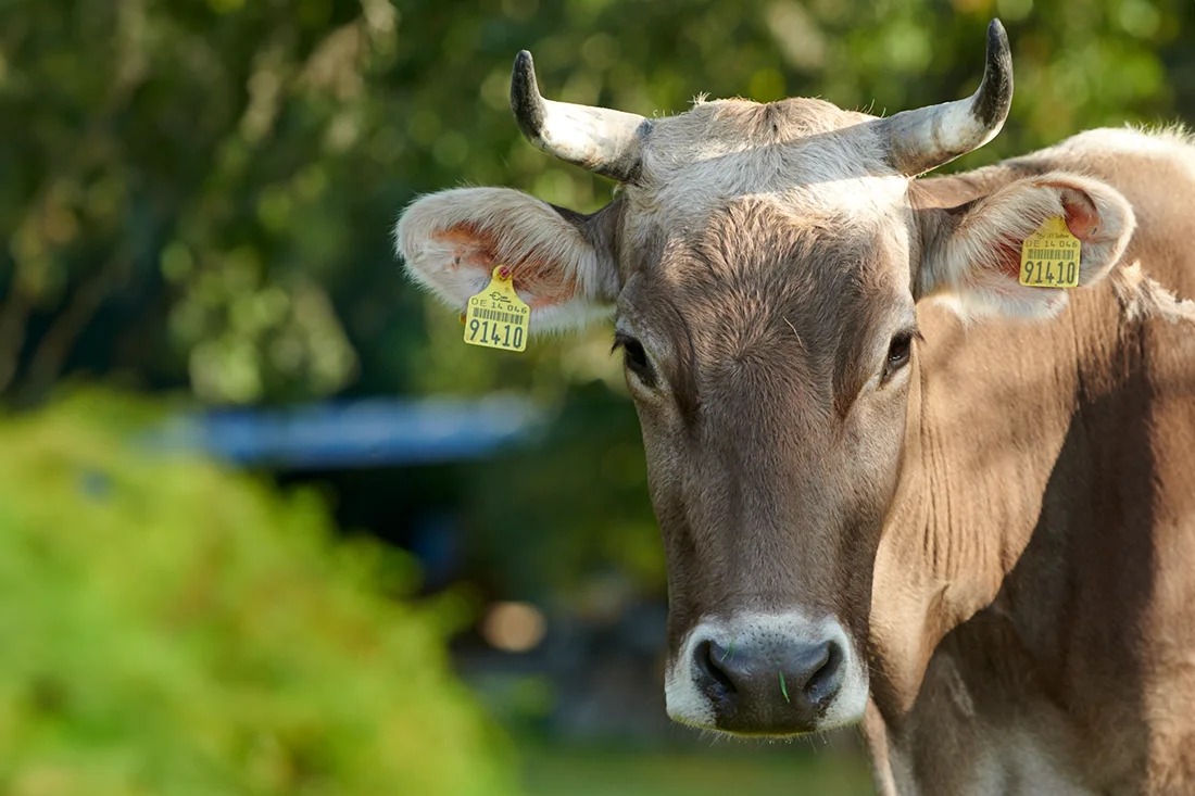 Kuh mit Hörnern auf dem Pfarrgut Taubenheim