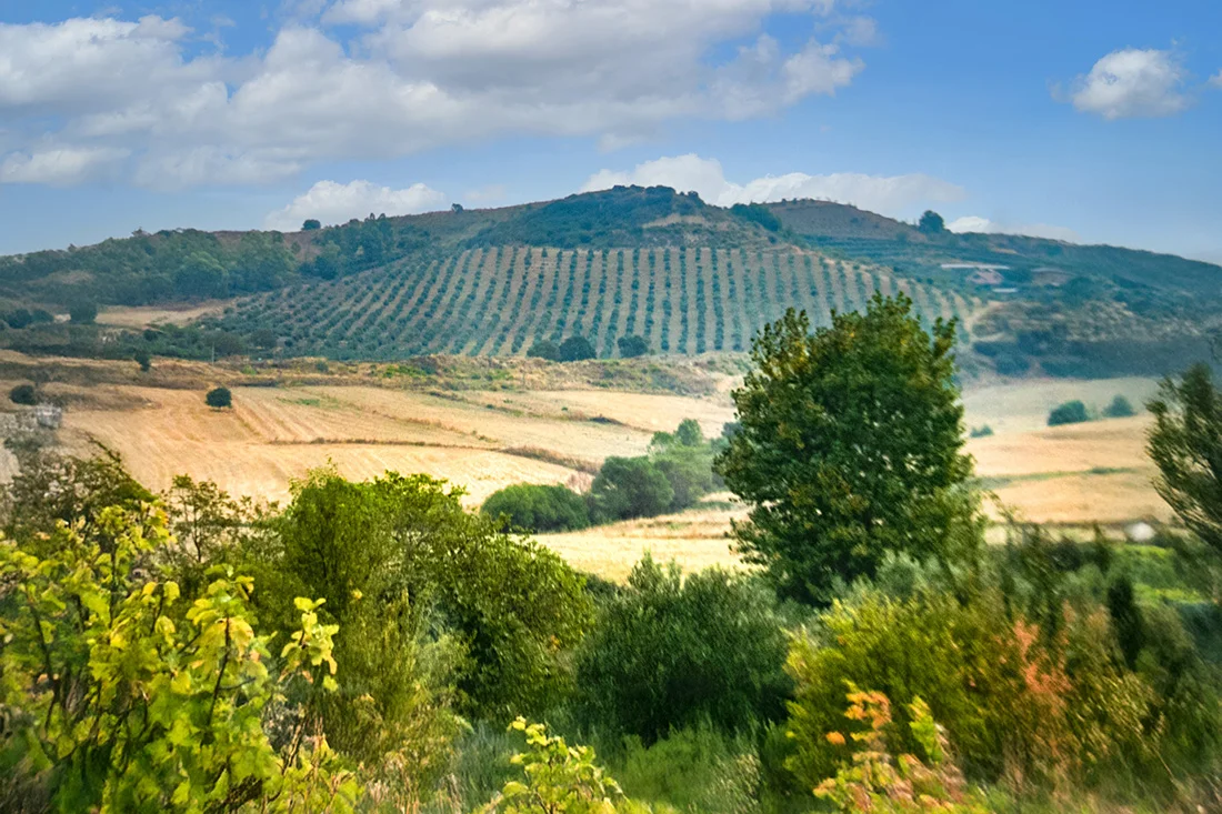 hügelige Landschaft mit Feldern und Bäumen in Sizilien