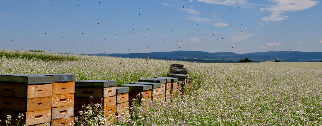 Bienenkästen auf blühendem Feld