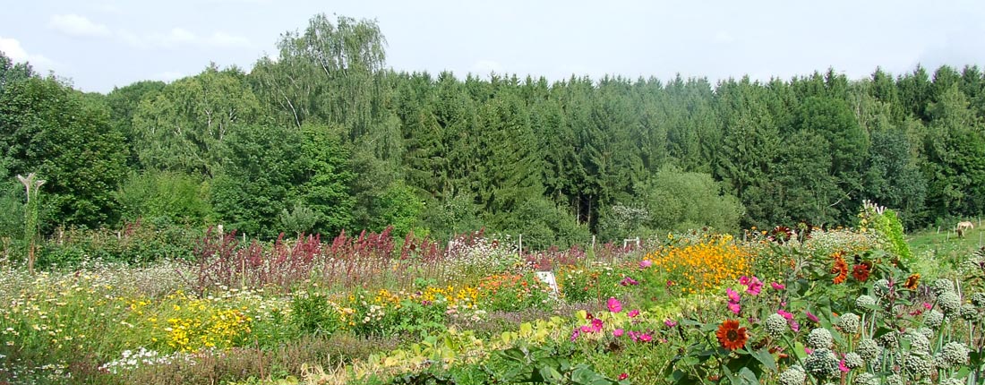 Blühende Nutz- und Kulturpflanzen auf der Johannishöhe im Sommer