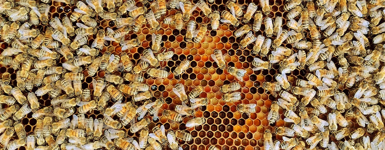 Bienen auf Waben.