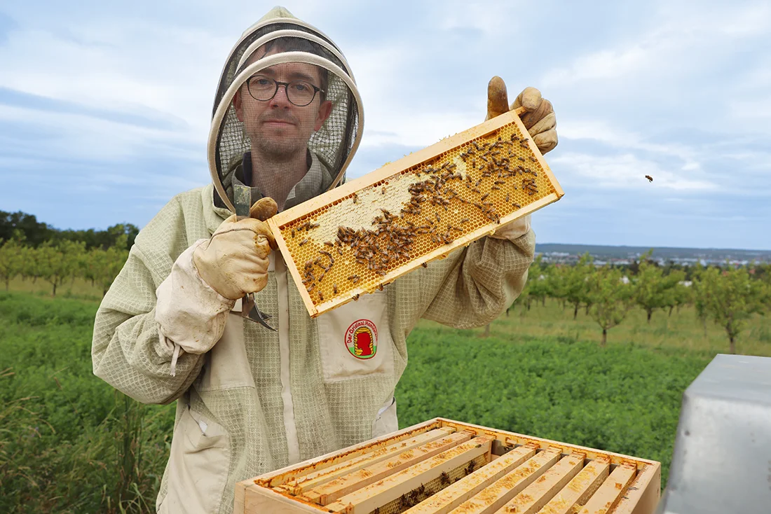 Jan Sarrazin von der Stockwerk Imkerei hält Waben mit Bienen. Copyright: KATHARINA_GROTTKER