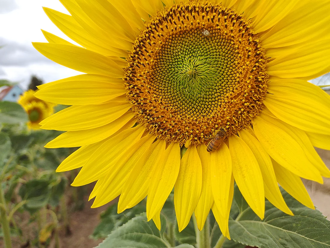 Sonnenblume mit Biene in Nahaufnahme. Bild: KATHARINA_GROTTKER